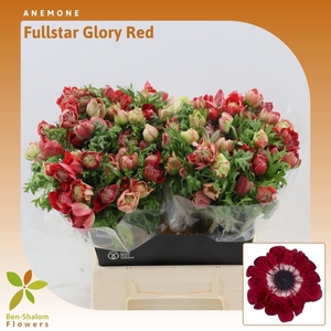 Anemone Fullstar Glory Red