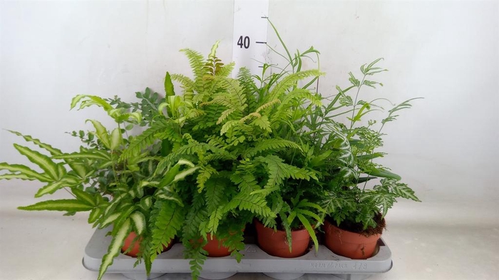 <h4>Ferns   ...mix</h4>