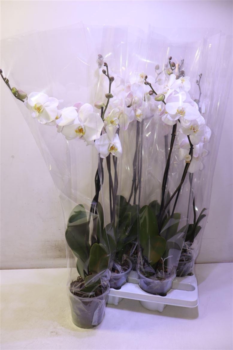 <h4>arr8 Phal Ov Wit</h4>