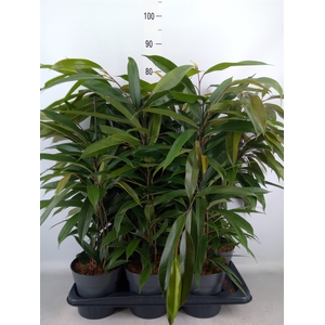 Ficus binn. 'Amstel King'