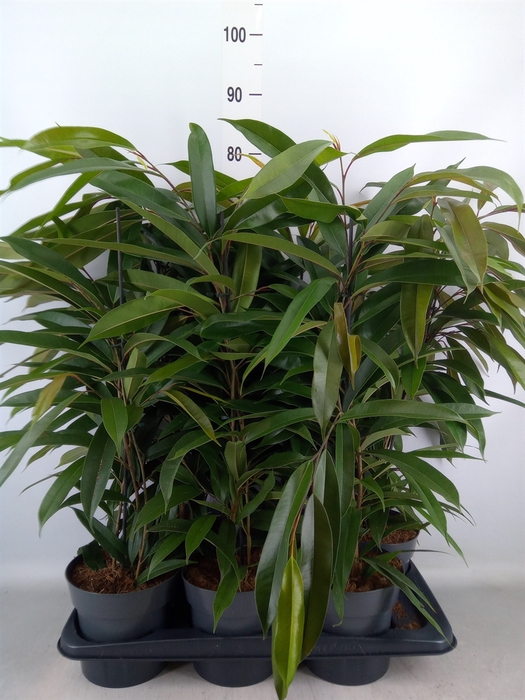 <h4>Ficus binn. 'Amstel King'</h4>