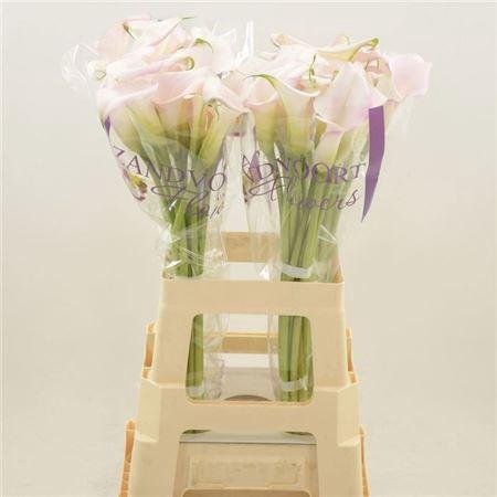 <h4>Zant Sweet Art</h4>