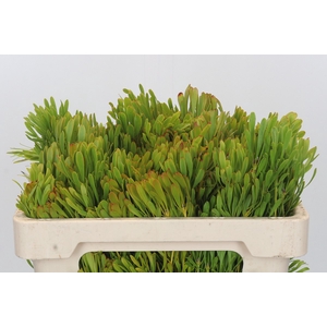 Kaaps Groen Platyspernum