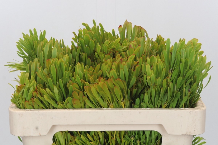 <h4>Kaaps Groen Platyspernum</h4>