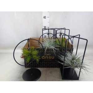 Tillandsia