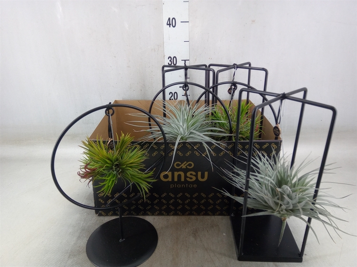<h4>Tillandsia</h4>
