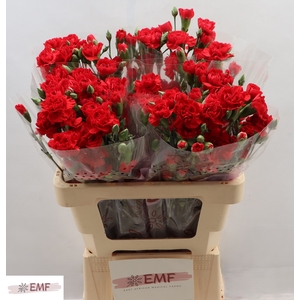 DI TR RED KISS
