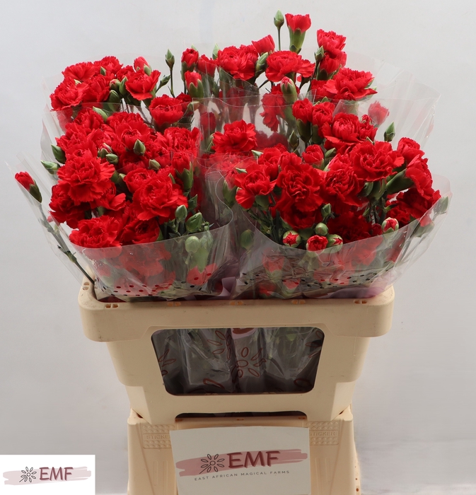 <h4>DI TR RED KISS</h4>