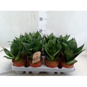 Sansevieria trifa. 'Hahnii'