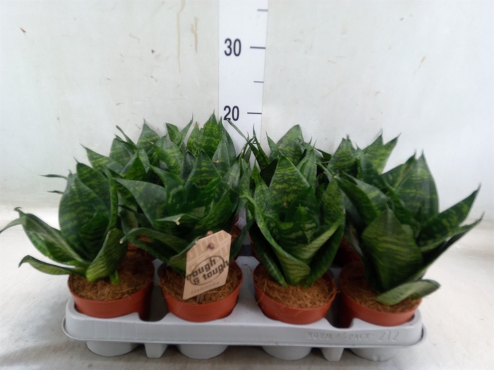 <h4>Sansevieria trifa. 'Hahnii'</h4>