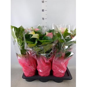 Anthurium andr. 'Fantasy Love'