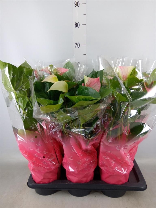 <h4>Anthurium andr. 'Fantasy Love'</h4>