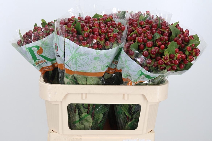 <h4>Hyp Mag Seasons</h4>