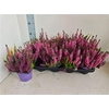 Callu Bl Milca Gem