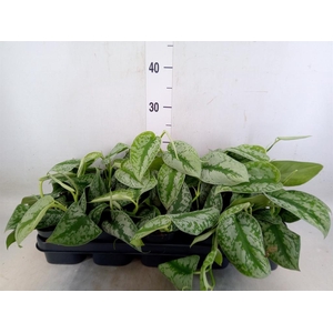 Scindapsus pictus 'Trebie'