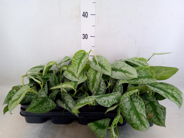 <h4>Scindapsus pictus 'Trebie'</h4>