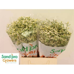 LIM SIN SEN P COLADA