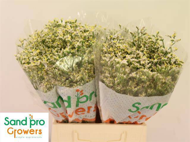 <h4>LIM SIN SEN P COLADA</h4>