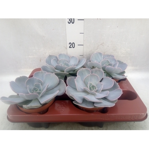 Echeveria  'Pollux'