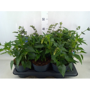 Salvia  'Salgoon Lake Blueberry'