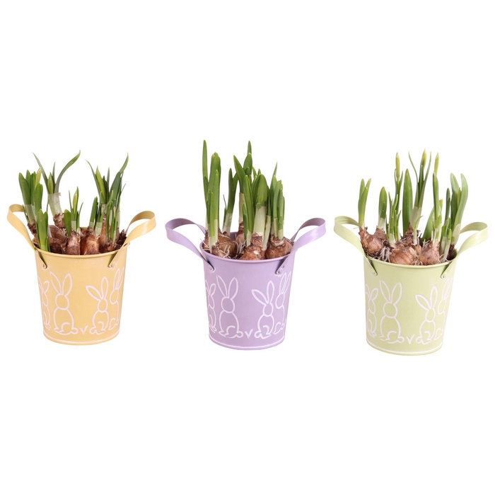 <h4>Easter Arr. Narcis Zinc Pot Round Bunny Relief Ø10cm 1PP</h4>