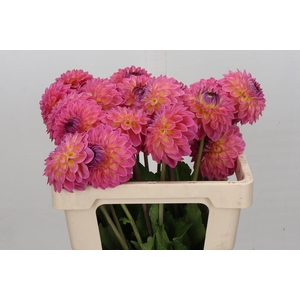 Dahlia Barbados