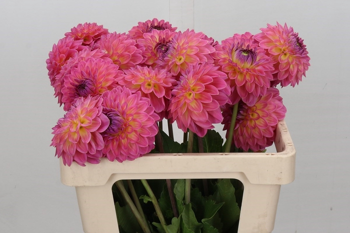 <h4>Dahlia Barbados</h4>