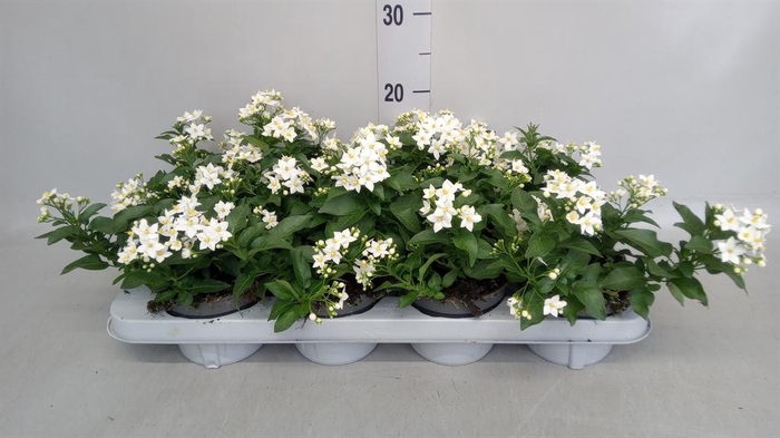 <h4>Solanum jasminoides</h4>