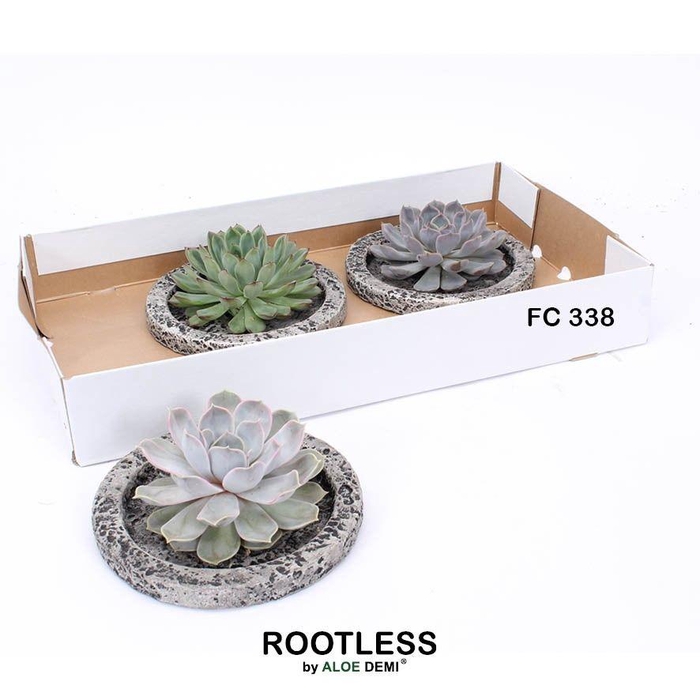 <h4>ARR SUCCULENTEN</h4>