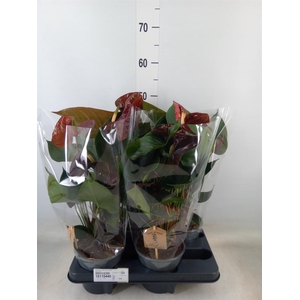 Anthurium andr. 'FC Tranquil'