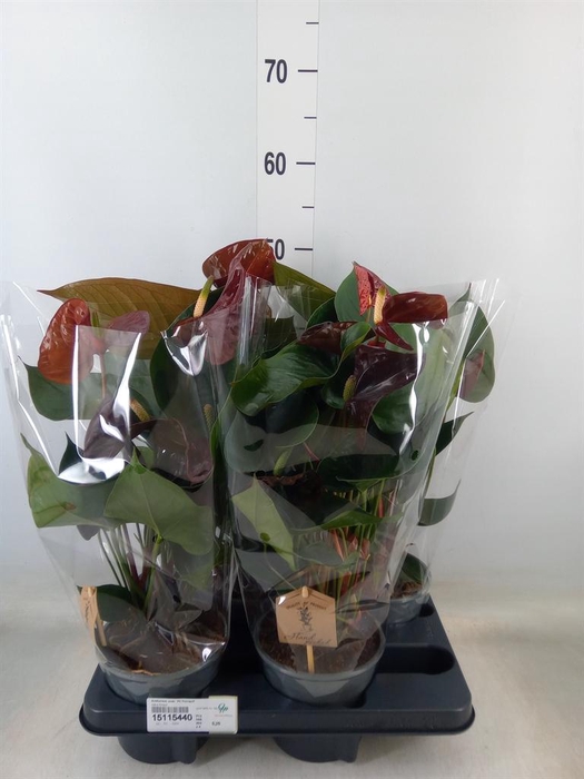 <h4>Anthurium andr. 'FC Tranquil'</h4>