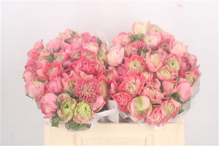 <h4>Anemone Levante Rosa</h4>