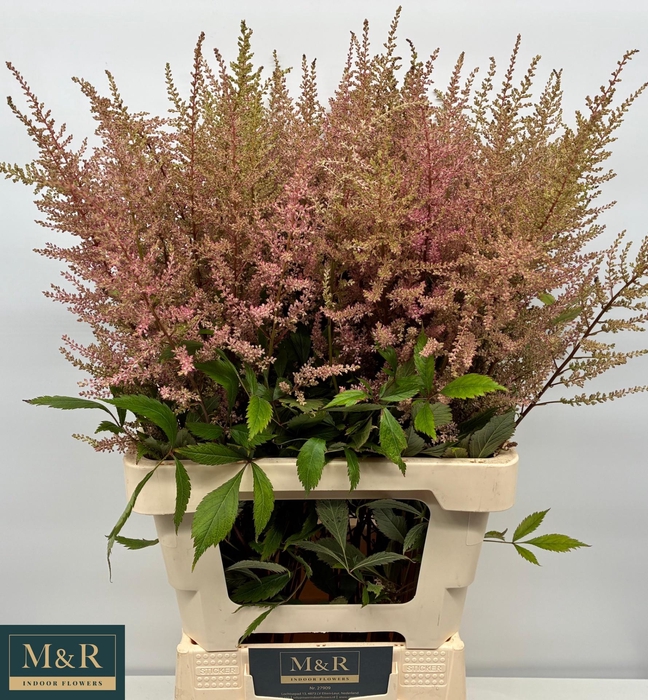 <h4>ASTIL AR ERIKA</h4>