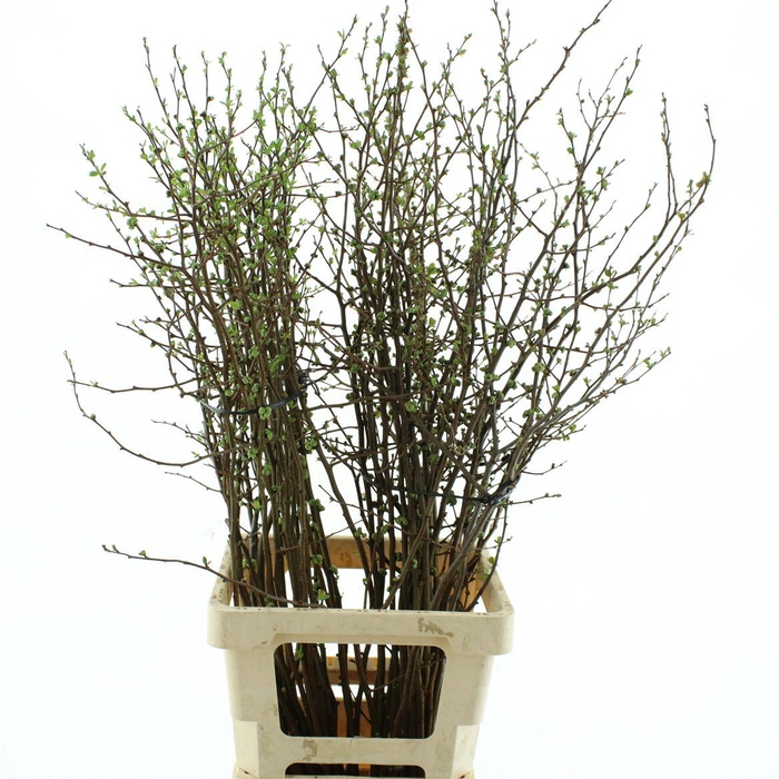 <h4>Chaenomeles Pink Double * New *</h4>