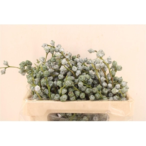 Euca Boule 200gr P Bunch