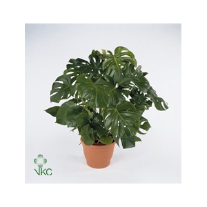 Monstera Deliciosa