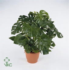 <h4>Monstera Deliciosa</h4>