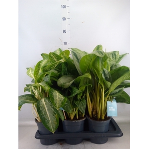 Aglaonema   ...mix