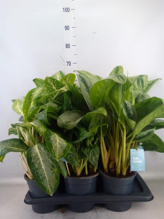 <h4>Aglaonema   ...mix</h4>