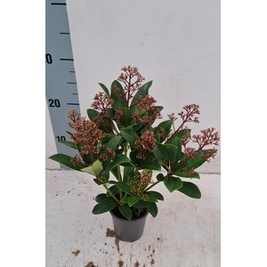 Rubella 9cm 7+ bloem
