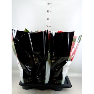 Anthurium andr. 'Madural'