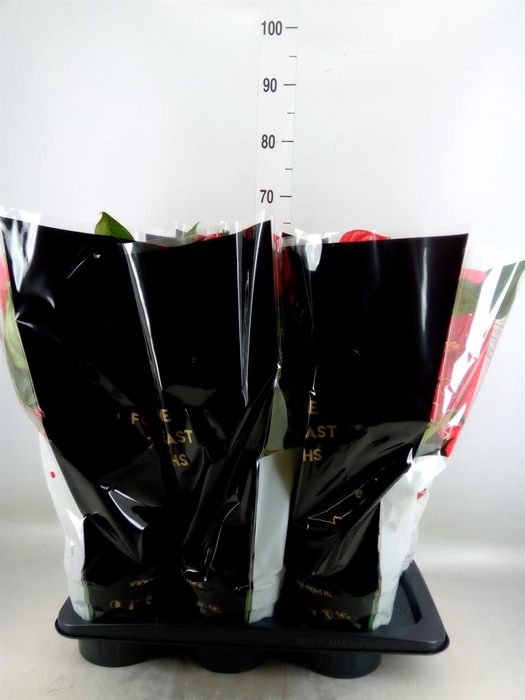 <h4>Anthurium andr. 'Madural'</h4>