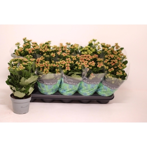 KAL GE PERFECTA PURP