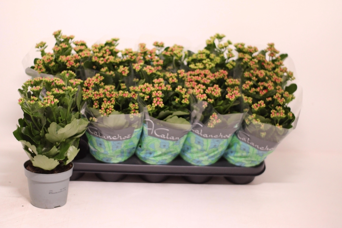 <h4>KAL GE PERFECTA PURP</h4>