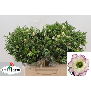 ANEM CO MIS + WH PIN EDGE ROSA