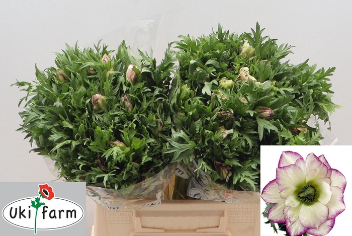 <h4>ANEM CO MIS + WH PIN EDGE ROSA</h4>