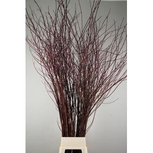 Cornus alba 'Sibirica'