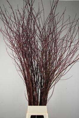 <h4>Cornus alba 'Sibirica'</h4>
