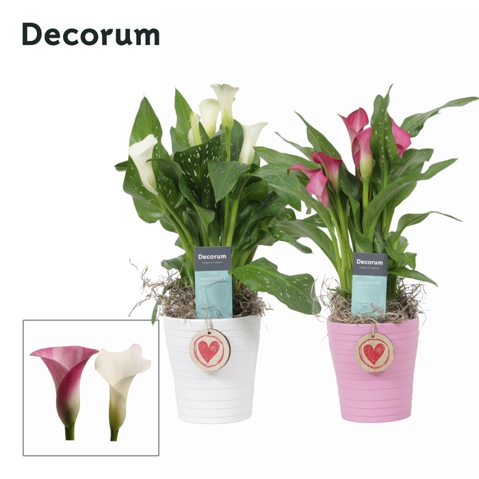 <h4>Zantedeschia (Calla) Roze/Wit in ompot Amy LOVE (Decorum)</h4>