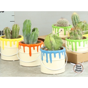 CACTUS OV